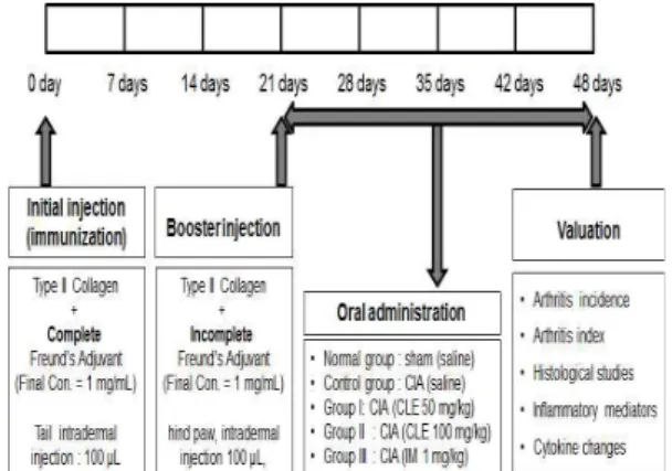 Fig. 1. Experimental scheme of collagen-induced arthritis(CIA) in DBA/1J mice. 2) 엉겅퀴 수용성 수출물의 투여 관절염을 촉진하기 위해서 21일에 Freund's incomplete adjuvant를 투여한 후 대조군은 생리식염수(200 μL/마리)을 경 구투여 하였고, CLE는 생리식염수에 최종농도가 50 mg/kg과 100 mg/kg으로 제조하여 하루에 한번씩 48일까지 경구투여 하 였다(