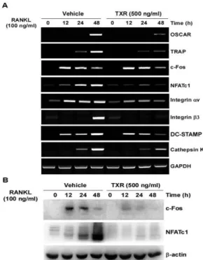 Fig. 3. Effect of TXR extract on RANKL-induced signaling pathways.