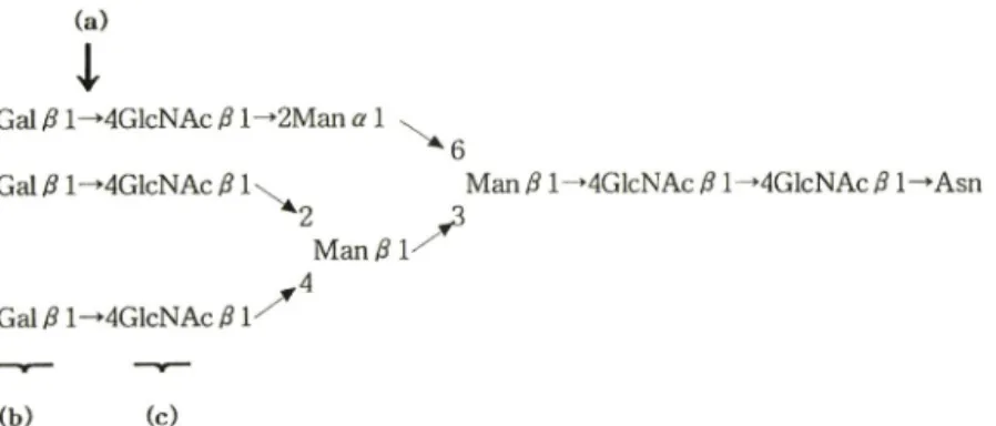 Fig.  1 -  Structure of the  major TV-linked triantennary complex-type oligosaccharide of asialofetuin