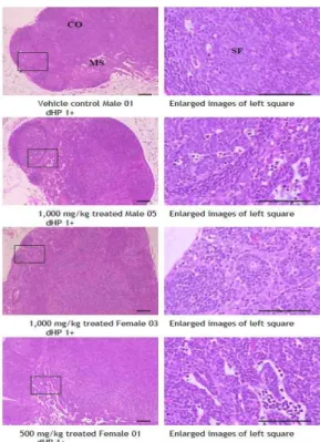 Fig. 6. Histopathological changes detected on the submandibular lymph nodes. Note that slight (1+) diffused hyperplasia of lymphoid cells (dHP) were randomly detected in female vehicle control, PR extracts 1,000 mg/kg treated female and male and 500 mg/kg 