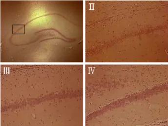 Table 3. Expression of BDNF Immunoreactive Neurons in Hippocampus of rats after 28 days