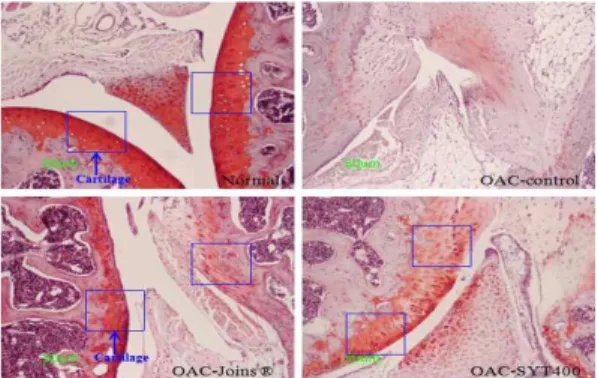 Fig. 23. Effects of SYT on joint pathology (Safranin-O staining) from joint tissue of papain-induced mouse osteoarthritis