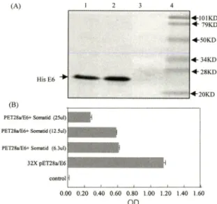 Fig.  1  -  The  cytotoxicity  of  Somatid  on  cervical  carci­