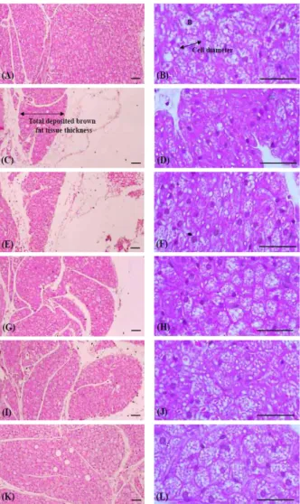 Table 11. Changes on the Histomorphometry of Cervical Brown Fats after Insamyangyoung-tang Extracts Administrations