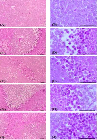 Fig. 9. Changes on the Apoptotic Tumor Cell Numbers in the Tumor Masses after Insamyangyoung-tang Extracts Administrations Group ID was listed in Table 2; Values are expressed mean ± SD of eight mice, %/tumor cells; ##
