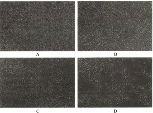 Fig.  4 - Morphology of control group and EK-treated experiment group. There was no morphologic difference in size of  cell body, number and length of dendrities between control group and EK-treated group