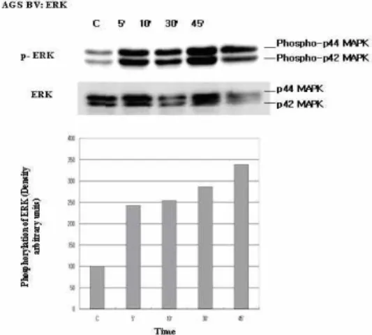 Fig. 2. Dose dependent effect of BV on AGS 2. Western blot