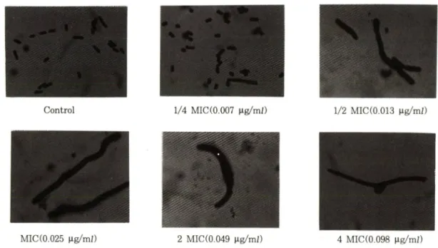 Fig.  6  — Microscopic observation of Escherichia coli TEM exposed to DWP20364( x  1,000).