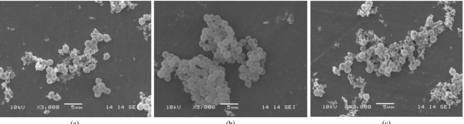 Figure 5. SEM photographs of MnO 2  hollow microspheres at the various Mn(ll)Acetate concentration: (a) 0.33 mM (b) 0.65 mM (c) 0.1 mM.