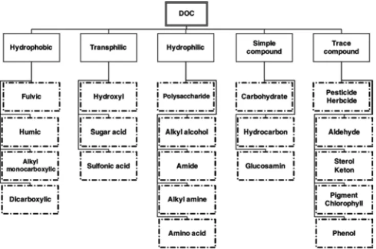 Figure 2. Main DOC constituents.