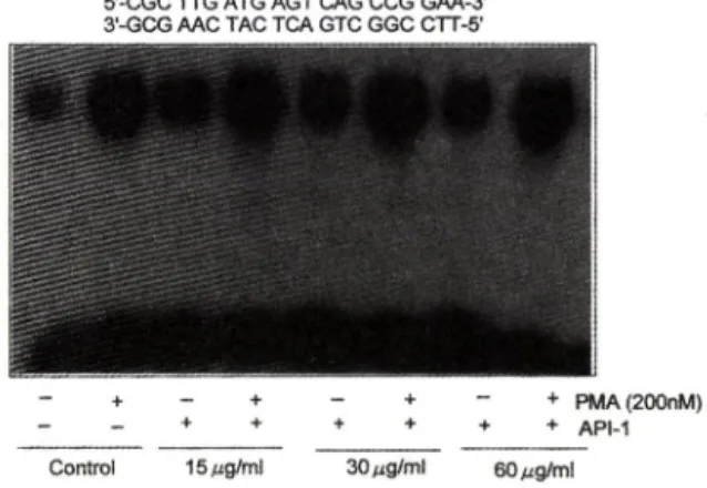 Fig.  5 Effect  of API-1  on  binding  activity  to  TRE.  Hela  cells  were  incubated  with  or  without  indicated  concentration  of API-1  for  24h  and  then  in  in ­ dicated  lane  PMA  (200  nM)  was  added  and  fol­
