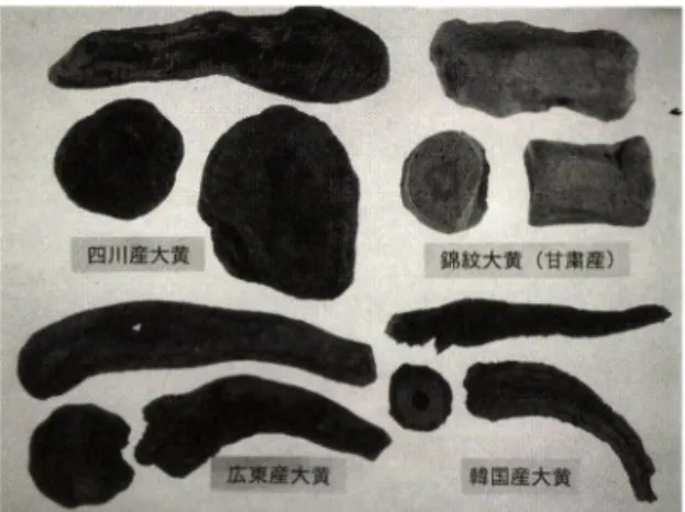 Fig.  1 — Four rhubarb rhizomes used in experiments.
