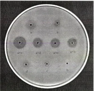 Table  IX  - Effect  of  combination  of  KF  with  bacitracin,  gentamicin,  and  neomycin  against  Staphylococcus  aureus  285,  Staphylococcus  aureus  694,  and  Staphylococcus  aureus  293