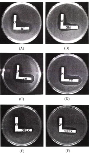 Fig.  1  - Representative  plates  showing  synergism  (A,  B),  additivity  (C,  D)  and  antagonism  (E,  F)  by  paper  strip diffusion  method
