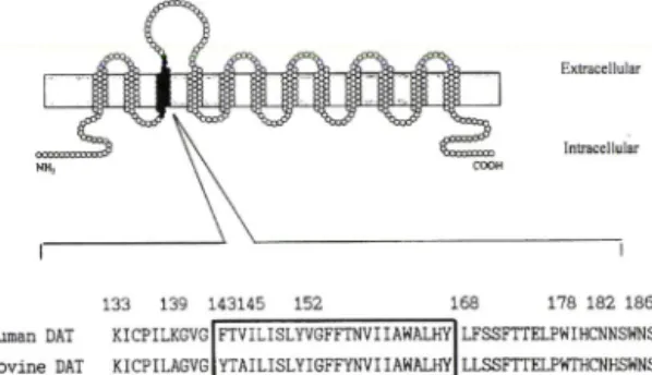 Fig. 2  - Cocaine  binding  activities  of  the  chimera  B3  mutants.  Each  of  amino  acids  in  the  substituted  region  of  chimera  B3  (amino  acid  133--186)  was  transformed  back  to  that  of  the  human  DAT  sequences,  then  followed  by  t