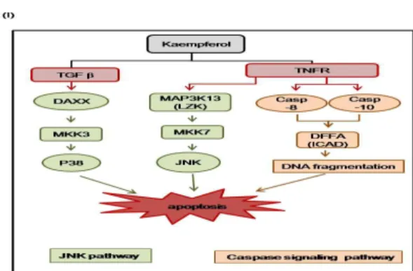 Fig. 4. Genome-Wide RNA Expression Profiling Revealed Kaempferol Induced Apoptosis and G1 Arrest