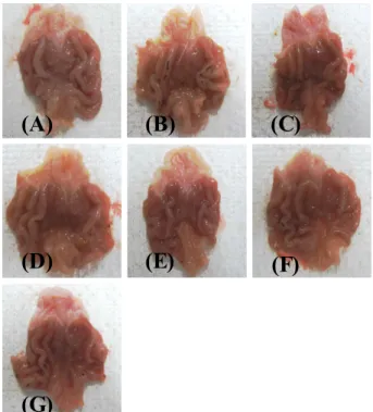 Fig. 2. Changes on the gastric lesion scores. Values are expressed mean