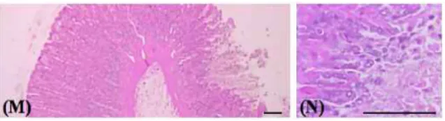 Fig 4. Microscopic appearance of fundic damages. Intact control rat (A, B). Indomethacin control rat (C, D)