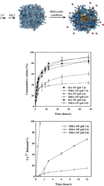 그림 10. Hyaluronic acid 나노입자의 미네랄화 전, 후의 TEM 이미지. 
