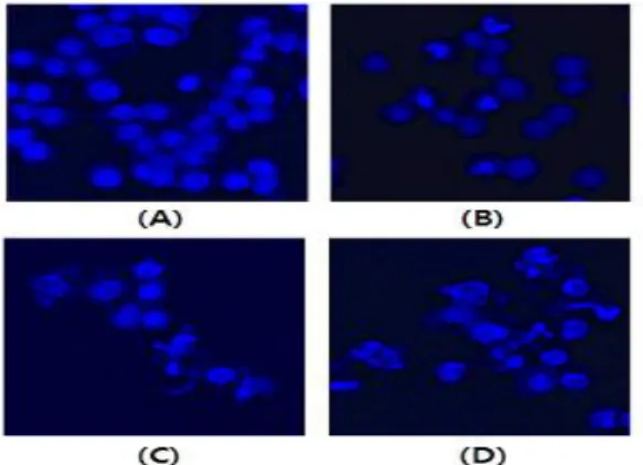 Fig. 3. Dose-dependent effect of EAJ on the protein expression level of pro-caspase-3(A), -8(B), -9(B), 10(B) in HT-29 cells
