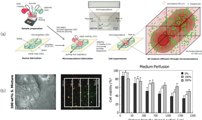 그림 3. (a) 3차원 다공성 agarose 하이드로젤 마이크로칩, (b) 간세포가 내재된 다공성 agarose 하이드로젤 마이크로칩의 마이크로 채널에서 확산된 세포 미 디엄에 따른 간세포의 생존율 분석(reprinted with permission from ref