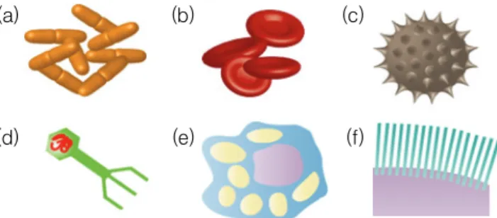 그림 7. 다양한 구조와 기능을 갖는 생물학적 구조체. (a) Escherichia coli,  (b) human erythrocytes, (c) pollen, (d) enterobacteria phage λ, (e)  cellular compartmentalization, and (f) intestinal villi.