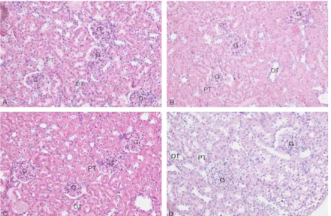 Fig. 5. Light micrographs of kidneys 30 days. Representative hemotoxylin-eosin-stained sections of kidney were examined by light microscopy in normal rats (A), saline treatment control rats (B), CWS-A extract 16.5 ㎎/0.2 ㎏ /day administered rats (C), and CW