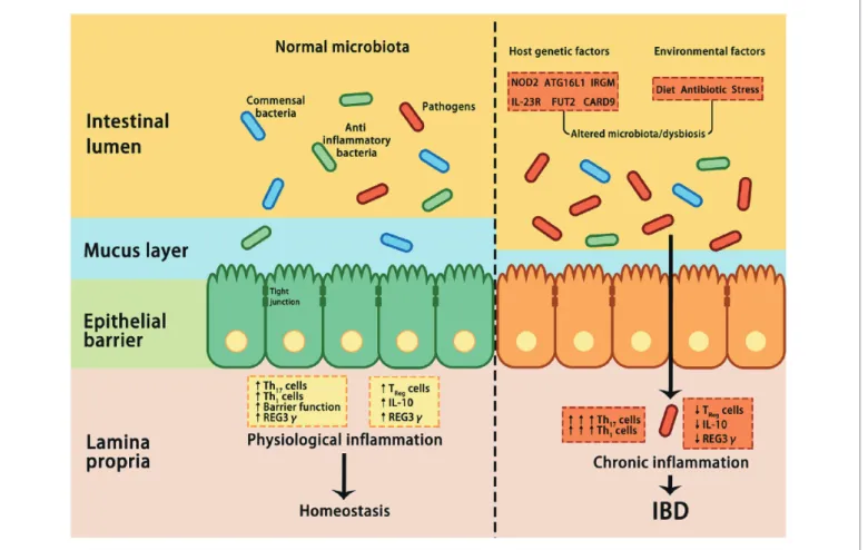 Figure 2. Interactions between microbiota and host genetic and environmental factors contribute to the pathogenesis of IBD[5]
