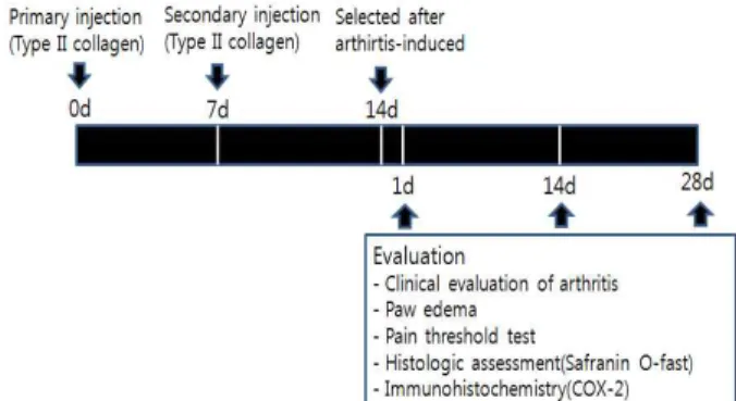 Fig. 1. Experimental scheme in collagen-induced arthritis model.