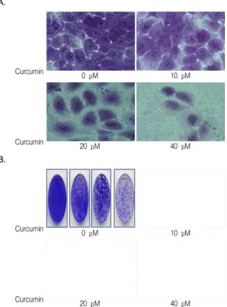 Fig. 1. Effects of curcumin on viability of HaCaT cells. Cells were treated by cucumin (0 -40 μM) for 24 h and cell morphologies were observed under inverted microscope (A, x 400), and survival colonies were stained by crystal violet (B).