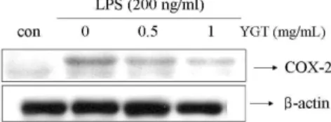 Fig. 9. Effect of YGT on LPS-induced COX-2 protein expression in RAW 264.7 cells. RAW 264.7 cells were pretreated with the indicated concentration of YGT for 1 h before being incubated with LPS (200 ng/mL) for 24 hours