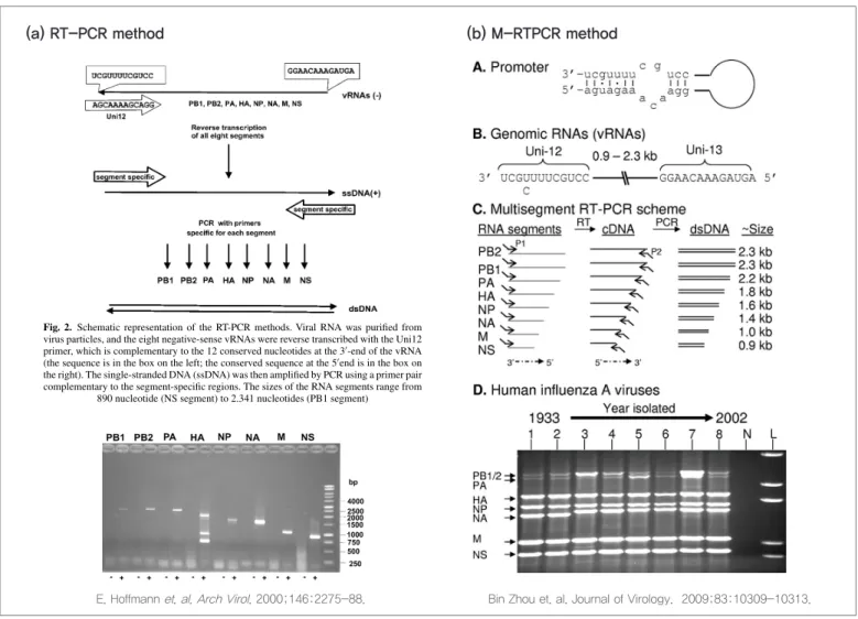 Figure 1. Classical two step RT-PCR (a), multi-segment RT-PCR to get whole genome sequence of type A influenza (b)[7]Universal primers for inﬂuenza A virus2281