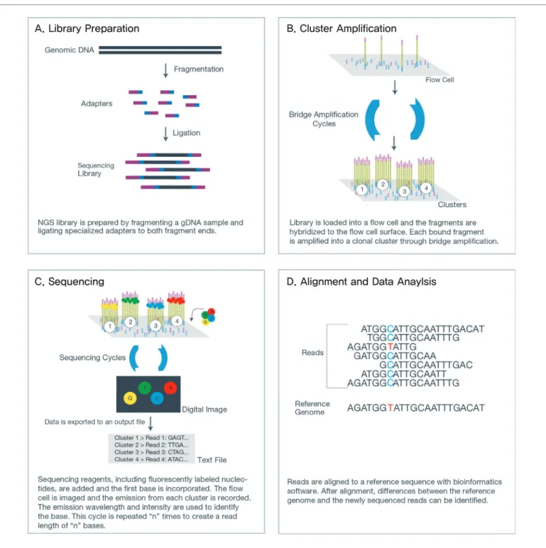 Figure 3. Next generation sequencing chemistry overview