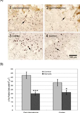 Fig. 7. Effect of BYT on Bax positive cells in the peri-hematoma of ICH-induced rats. (A) Representative sections of Bax immuno-labeled cells in peri-hematoma