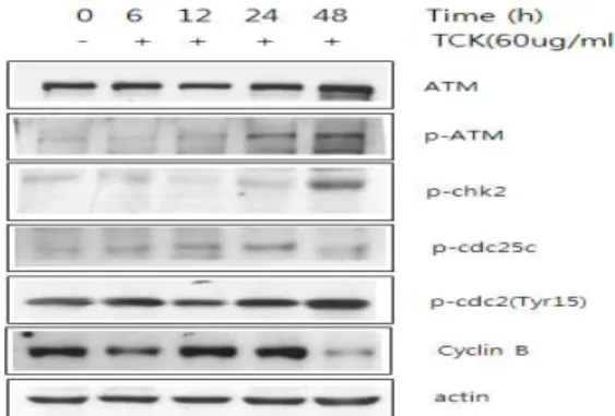 Fig. 6. G2/M phase arrest is dependent on ATM pathways. After 6∼48 hours of incubation with TCK(60 ㎍/ml), the cells were lysed and cellular proteins were western blotted