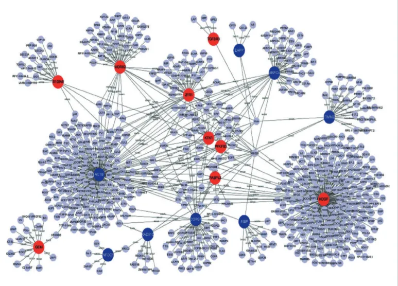 Figure 3. Example of protein-protein interaction network