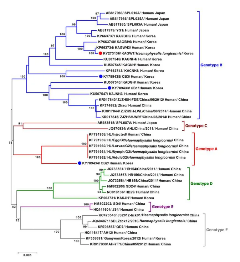 Figure  2.  Phylogenetic  analysis  based  on  the  complete  nucleotide  sequences  of  L  segment  of  SFTSV  strains  using  the  Maximum Likelihood (ML) method based on the Kimura 2-parameter model
