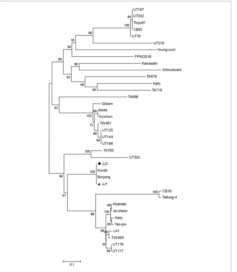 Figure 3. Phylogenetic analysis based on partial 56-kDa type specific antigen of O. tsutsugamushi