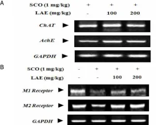 Fig. 6. Effect of LAE on the activity of acetylcholine esterase (AchE) in the cortex. Relative AchE activity was assessed and calculated by using Amplex Red Acetylcholine Assay Kit following the experimental procedure represented in the materials and metho