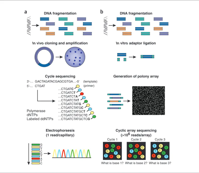 Figure 1  Work flow of conventional versus second-generation sequencing. (a) With high-throughput 