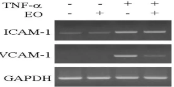 Fig. 5. Effects of EO on ICAM-1 and VCAM-1 mRNA expressions in TNF-α  -stimulated HUVEC cells