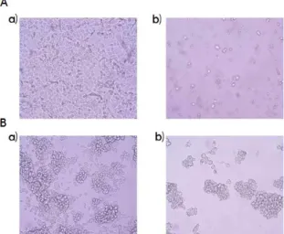 Fig. 2. Microscopic appearances of AGS and MKN45 cells by Carthami Flos. A. a) AGS cells