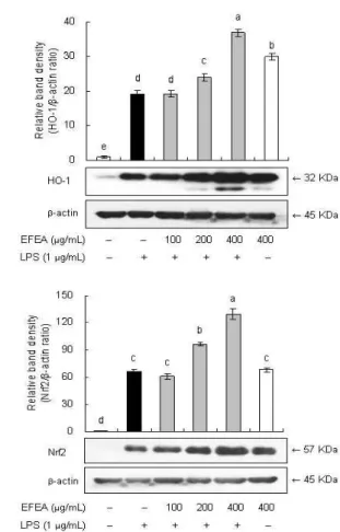 Fig. 8. Effect of EFEA on HO-1 and Nrf2 expression in LPS–