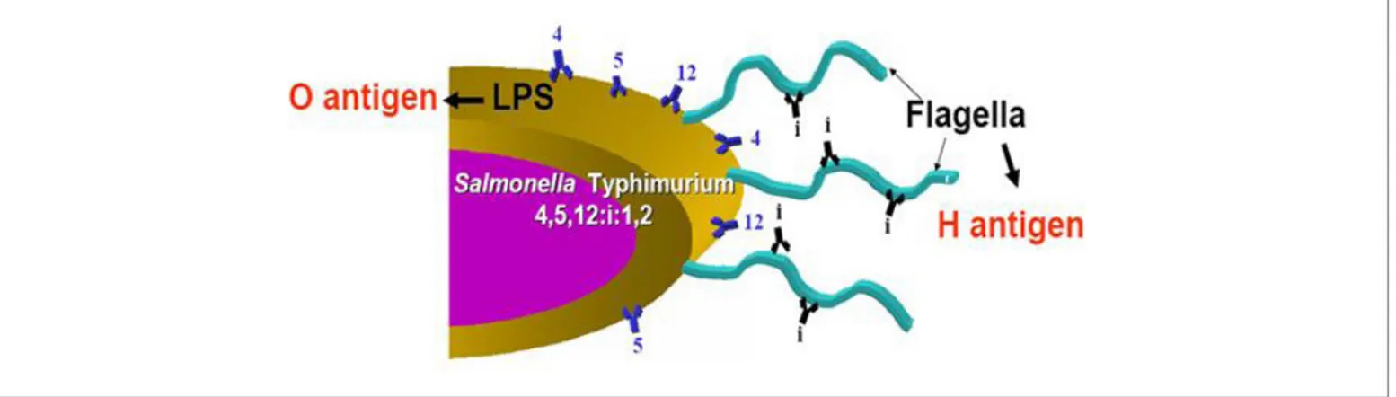 Figure 1. Diagram of somatic and flagella antigens of Salmonella enterica serovar Typhimurium