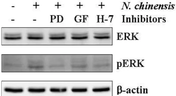 Fig. 7. Involvement of PKC/ERK pathway in U937 cell differentiation induced by N. chineisis