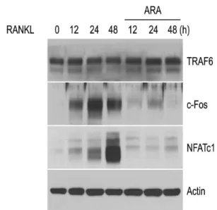 Fig. 3. Effect of water extract of ALA on gene expression that are associated with osteoclast differentiation