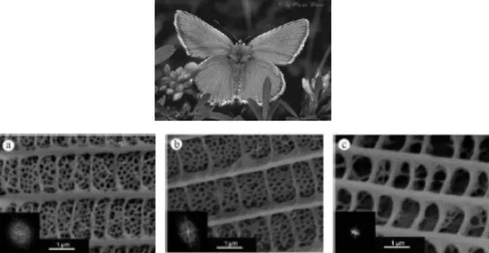 그림 18. Natural Photonic Crystal: Cynaphrysremus.
