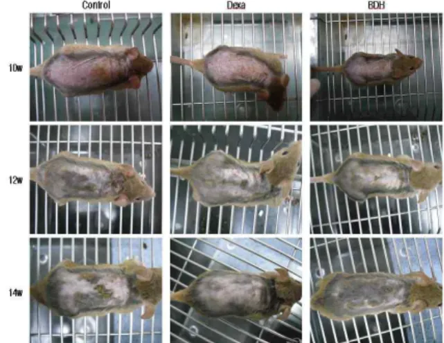 Fig. 1. Comparison of skin manifestation in NC/Nga mice between control and experimental group