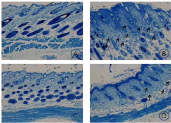 Fig. 6. Effect of BDH Extract on the level of IL-13 mRNA in the dorsal skin of TNCB-induced atopic dermatitis model of NC/Nga mice
