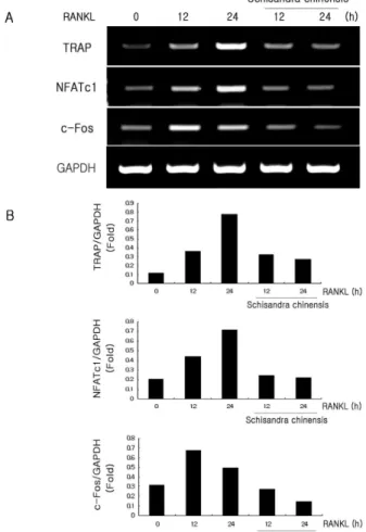 Fig. 1. Effect on osteoclast differentiation by water extract of Schisandra chinensis